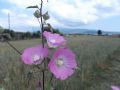 Malva punctata